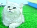 Full Şecereli Silver British Longhair Ns25 Erkek