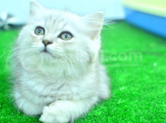 Full Şecereli Silver British Longhair Ns25 Erkek görsel