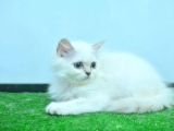 Full Şecereli Silver British Longhair Ns1133