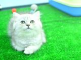 Full Şecereli Silver British Longhair Ns25 Erkek