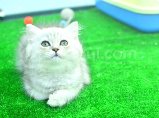 Full Şecereli Silver British Longhair Ns25 Erkek görsel