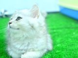 Full Şecereli Silver British Longhair ns25 Erkek