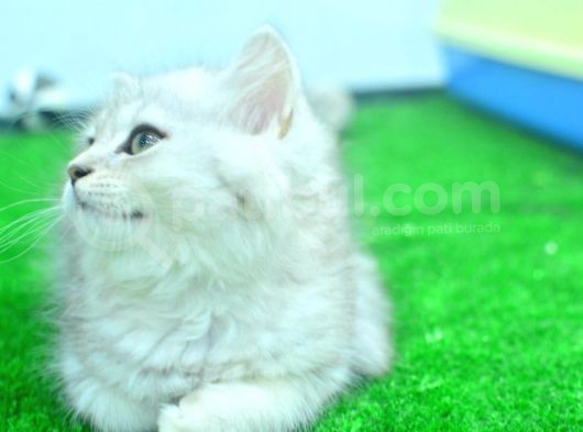 Full Şecereli Silver British Longhair Ns25 Erkek