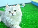 Full Şecereli Silver British Longhair Ns25 Dişi