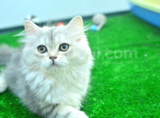 Full Şecereli Silver British Longhair Ns25 Dişi görsel