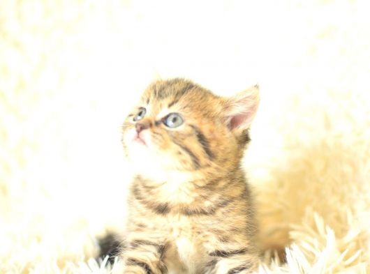 Golden Tabby British Shorthair