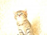 Golden Tabby British Shorthair