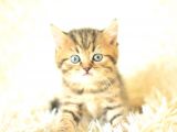 Golden Tabby British Shorthair