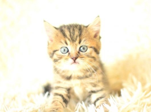 Golden Tabby British Shorthair görsel