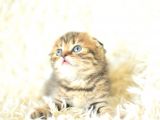 Black Golden Tabby Scottish Fold