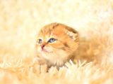Golden Tabby Scottish Fold