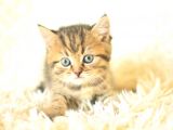Golden Tabby British Shorthair