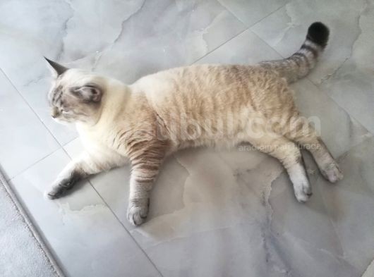 10 Aylık Beyaz Erkek görsel