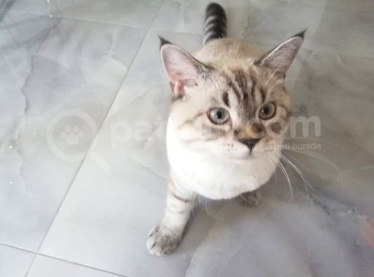 10 Aylık Beyaz Erkek görsel