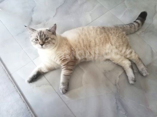 10 Aylık Beyaz Erkek görsel