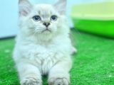 Full Şecereli Lynxpoint British Longhair Yavrular