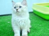 Full Şecereli Lynxpoint British Longhair Yavrular