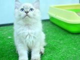 Full Şecereli Lynxpoint British Longhair Yavrular