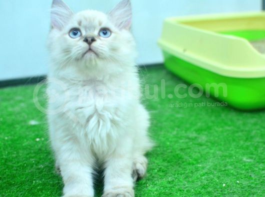 Full Şecereli Lynxpoint British Longhair Yavrular görsel