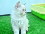 Full Şecereli Lynxpoint British Longhair Yavrular