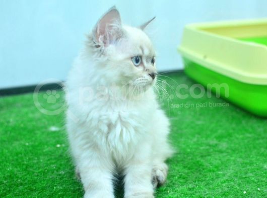 Full Şecereli Lynxpoint British Longhair Yavrular görsel