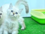 Full Şecereli Lynxpoint British Longhair Yavrular