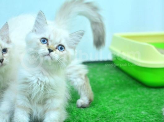 Full Şecereli Lynxpoint British Longhair Yavrular