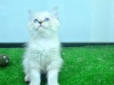 Full Şecereli Lynxpoint British Longhair Yavrular