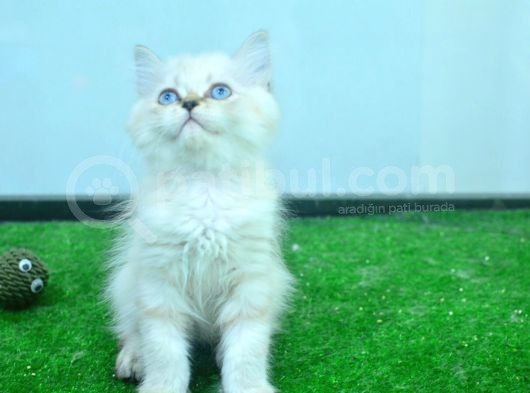 Full Şecereli Lynxpoint British Longhair Yavrular görsel
