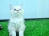 Full Şecereli Lynxpoint British Longhair Yavrular
