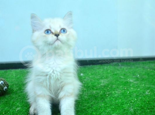 Full Şecereli Lynxpoint British Longhair Yavrular görsel