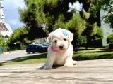 Dişi Maltese Terrier