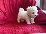 Minik Maltese Terrier