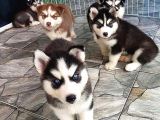 Orji̇nal Husky Yavrularımız