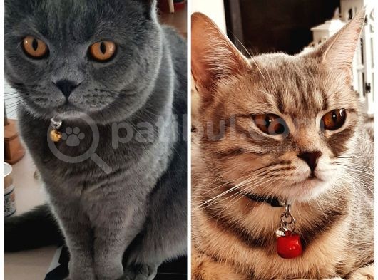 Bebekler Yeni Ailesini Arıyor görsel