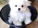 Maltese Bebekler