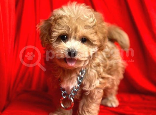 Safkan Malti̇poo Yavrularımız