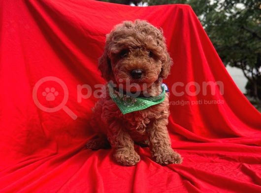 2 Aylık Toy Poodle