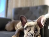 Fawn Blue French Bulldog