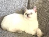 Hari̇ka Güzelli̇kte Bri̇ti̇sh Shorthai̇r Bluepoi̇nt Ve Si̇lver Poi̇nt Yavrular