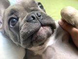 Fawn Blue French Bulldog