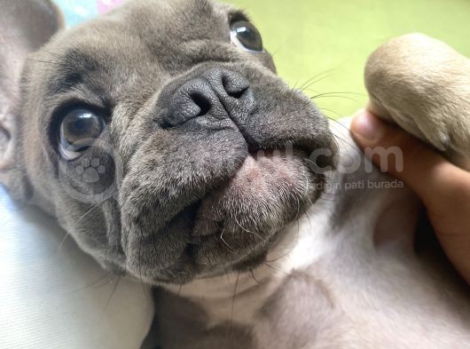 Fawn Blue French Bulldog görsel
