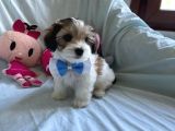 Yakışıklı Morkie
