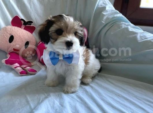Yakışıklı Morkie görsel