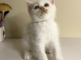 British Shorthair 2 Aylık Yavrular