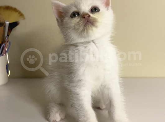 British Shorthair 2 Aylık Yavrular