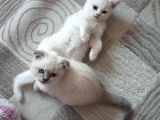 Bi̇rbi̇ri̇nden Tatlı 4 Yavru
