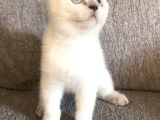 Hari̇ka Güzelli̇kte Bri̇ti̇sh Shorthai̇r Bluepoi̇nt Ve Si̇lver Poi̇nt Yavrular