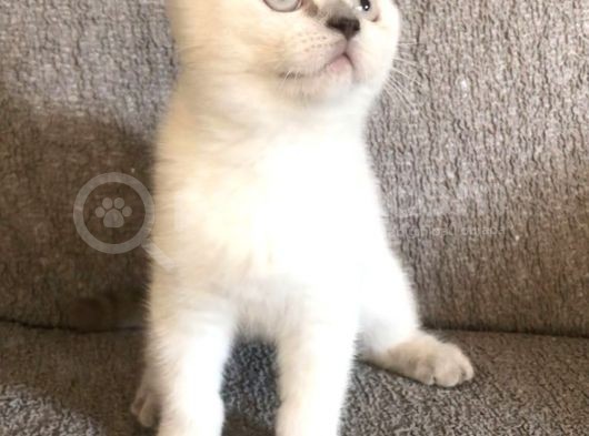 Hari̇ka Güzelli̇kte Bri̇ti̇sh Shorthai̇r Bluepoi̇nt Ve Si̇lver Poi̇nt Yavrular görsel