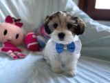 Yakışıklı Morkie